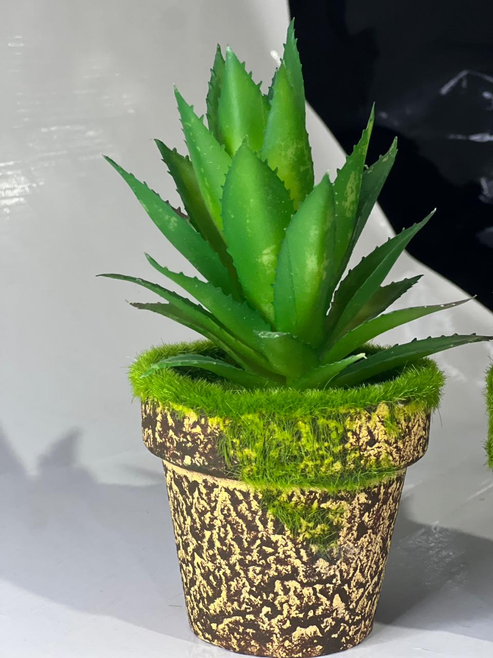 GreenGlow Aloe Decor Set #333y - Image 2