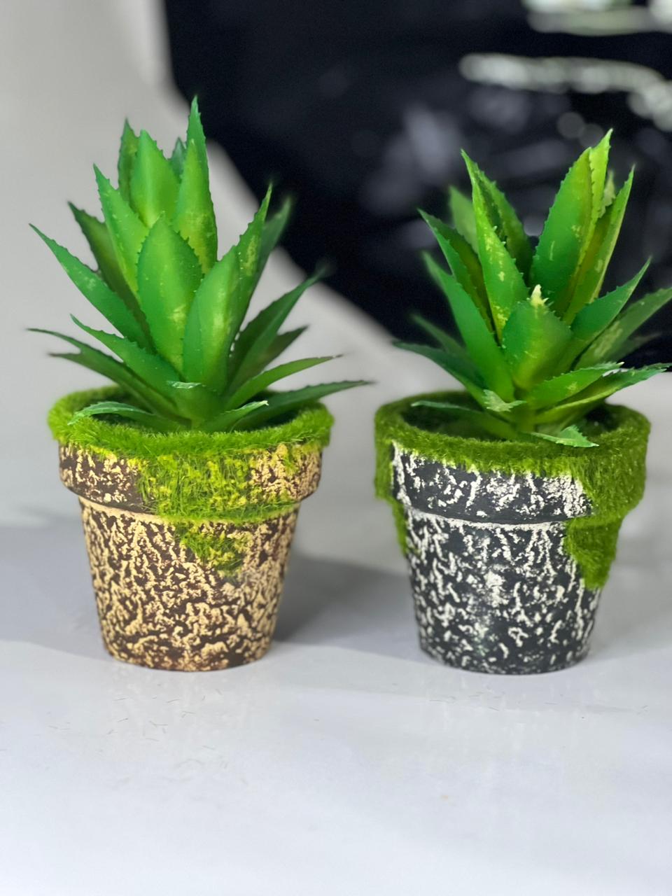 GreenGlow Aloe Decor Set #333y