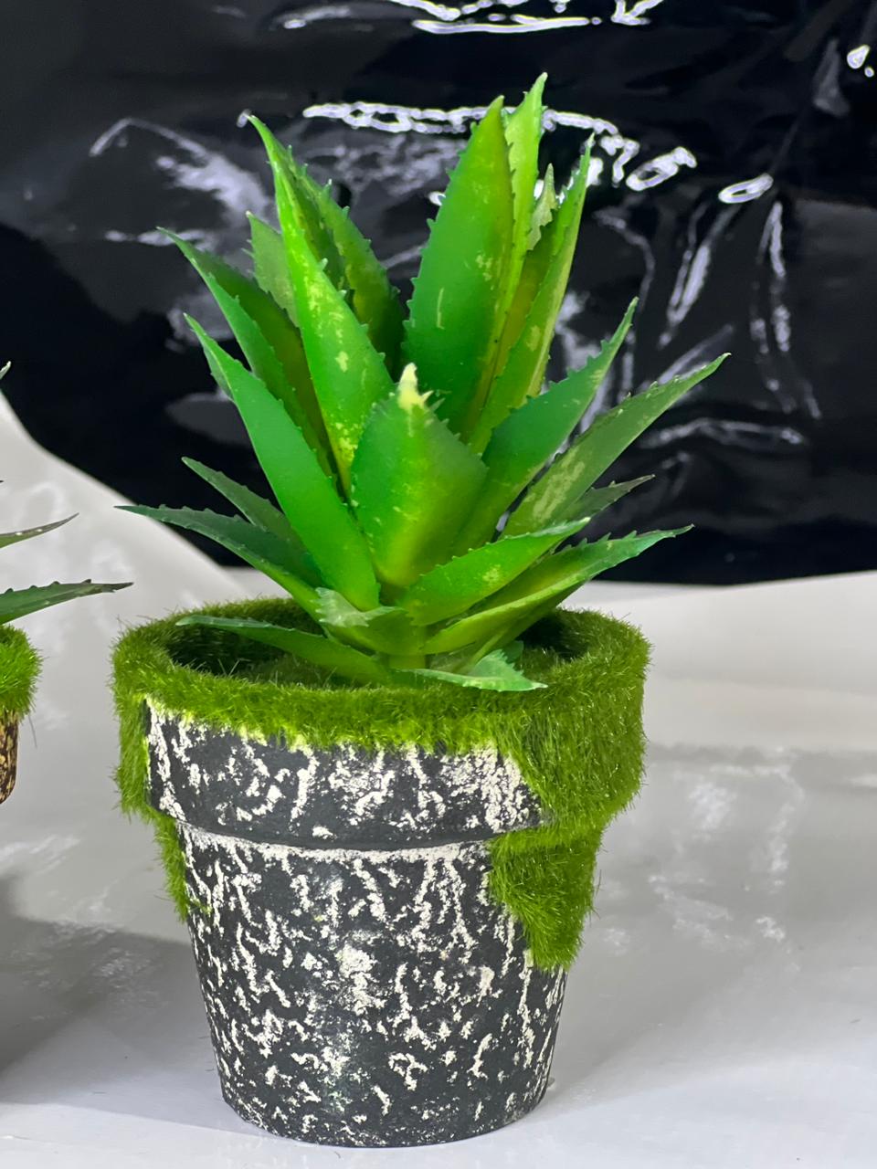 GreenGlow Aloe Decor Set #333y - Image 3